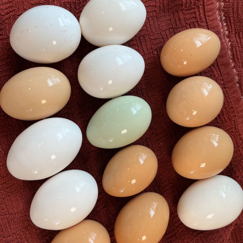 Farm Fresh Eggs - Local Delivery &amp; Pickup only